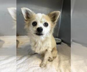 Chihuahua Dogs for adoption in Camarillo, CA, USA