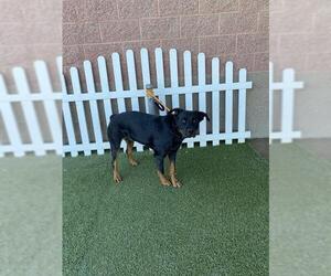 Rottweiler Dogs for adoption in Modesto, CA, USA