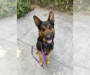 German Shepherd Dog Dogs for adoption in San Jose, CA, USA