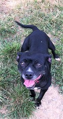 Boston Terrier Dogs for adoption in Franklin, TN, USA