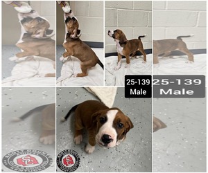 Boxer-Coonhound Mix Dogs for adoption in Georgetown, KY, USA