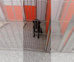 Mutt Dogs for adoption in Palmetto, FL, USA