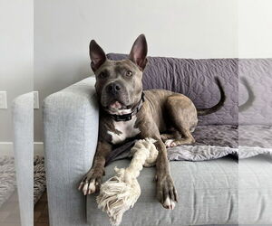 American Staffordshire Terrier-Unknown Mix Dogs for adoption in Greensboro, NC, USA