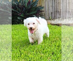 Poodle (Miniature) Dogs for adoption in Plantation, FL, USA