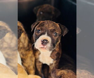 American Pit Bull Terrier Dogs for adoption in Claremore, OK, USA