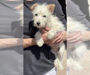 Mutt Dogs for adoption in Arlington, WA, USA