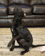 Labrador Retriever Dogs for adoption in Howell, MI, USA