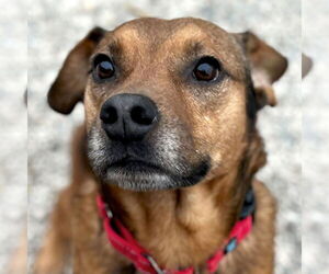 Mutt Dogs for adoption in Jefferson, WI, USA