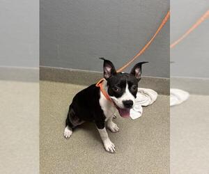 American Pit Bull Terrier-Unknown Mix Dogs for adoption in Las Vegas, NV, USA