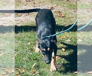 Coonhound Dogs for adoption in Calverton, NY, USA
