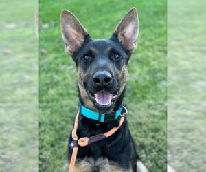 German Shepherd Dog-Unknown Mix Dogs for adoption in Woodland, CA, USA