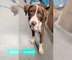 Border Collie-Unknown Mix Dogs for adoption in Richmond, IN, USA