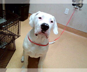 Argentinian Mastiff Dogs for adoption in Martinez, CA, USA