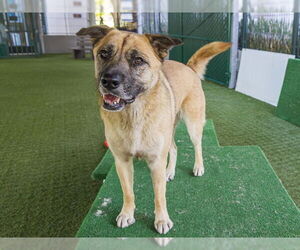 German Shepherd Dog Dogs for adoption in Pasadena, CA, USA