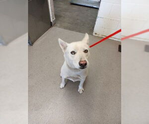 Siberian Husky Dogs for adoption in San Bernardino, CA, USA