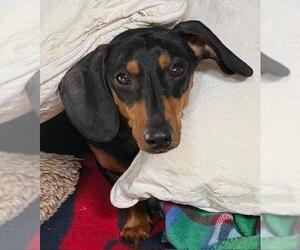 Dachshund Dogs for adoption in Los Angeles, CA, USA