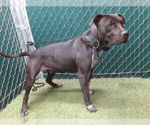 Mutt Dogs for adoption in Downey, CA, USA