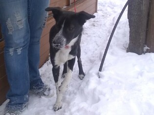 Mutt Dogs for adoption in Cut Bank, MT, USA