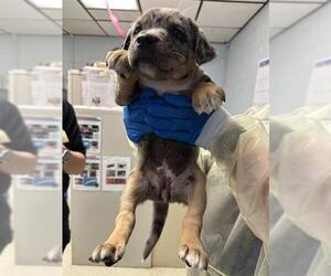 Mutt Dogs for adoption in Stockton, CA, USA