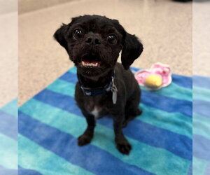 Shih Tzu Dogs for adoption in Brighton, CO, USA