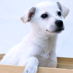 Medium Photo #1 Mutt Puppy For Sale in San Diego, CA, USA