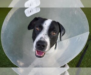 American Bulldog-Unknown Mix Dogs for adoption in West Palm Beach, FL, USA