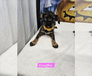 Jack Russell Terrier-Unknown Mix Dogs for adoption in Metairie, LA, USA