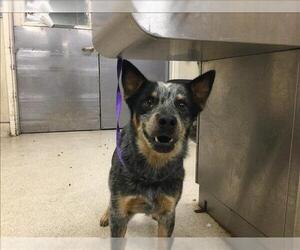 Mutt Dogs for adoption in Riverside, CA, USA