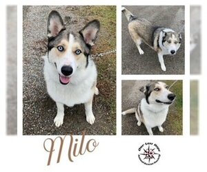 Huskies -Unknown Mix Dogs for adoption in Princeton, British Columbia, Canada