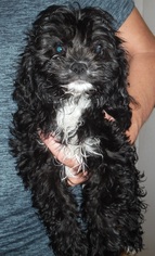 Cavapoo Dogs for adoption in Commerce, GA, USA