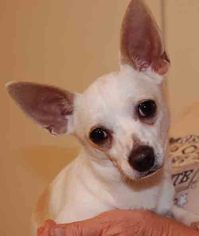 Chihuahua Dogs for adoption in Ruskin, FL, USA