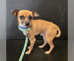 Chihuahua Dogs for adoption in Long Beach, CA, USA