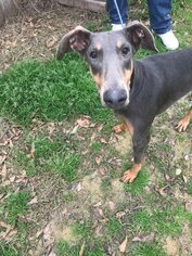 Doberman Pinscher Dogs for adoption in Jackson, MS, USA