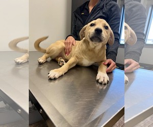 Mutt Dogs for adoption in NYC, NY, USA