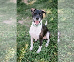 Labrador Retriever-Unknown Mix Dogs for adoption in Oakhurst, NJ, USA