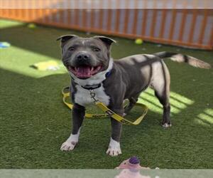 Mutt Dogs for adoption in Las Vegas, NV, USA