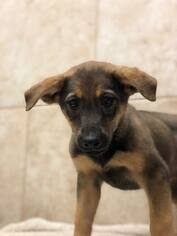 Small Labrador Retriever Mix