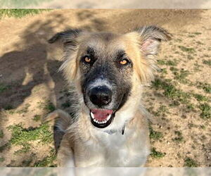 German Shepherd Dog-Unknown Mix Dogs for adoption in Ojai, CA, USA