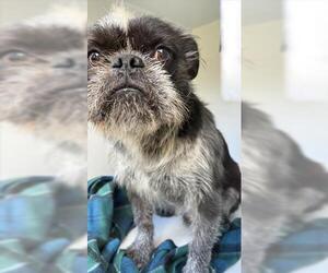 French Bulldog-Unknown Mix Dogs for adoption in Houston, TX, USA