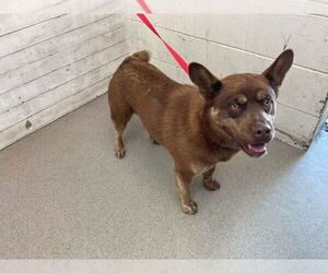 Akita-Unknown Mix Dogs for adoption in San Bernardino, CA, USA