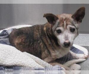 Chihuahua-Unknown Mix Dogs for adoption in Orange, CA, USA