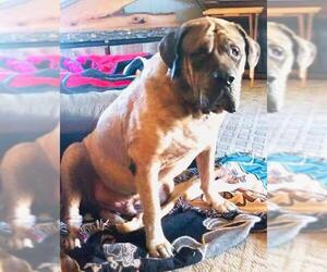 Mastiff Dogs for adoption in Uwchlan, PA, USA