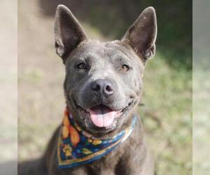 American Staffordshire Terrier-Unknown Mix Dogs for adoption in San Antonio, TX, USA