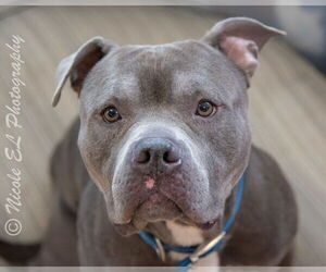 Medium Photo #1 American Pit Bull Terrier Puppy For Sale in Virginia Beach, VA, USA