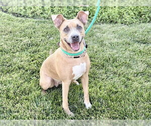 Mutt Dogs for adoption in Ames, IA, USA
