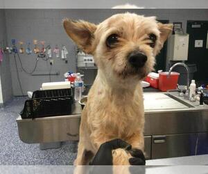 Mutt Dogs for adoption in Riverside, CA, USA