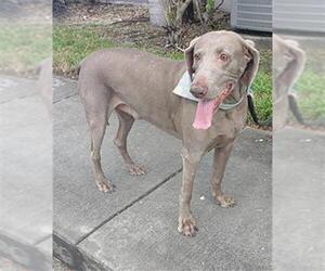 Weimaraner Dogs for adoption in Fort Lauderdale, FL, USA