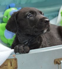 Medium Photo #1 Mutt Puppy For Sale in Brighton, TN, USA