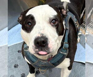 American Pit Bull Terrier-Unknown Mix Dogs for adoption in Martinsburg, WV, USA