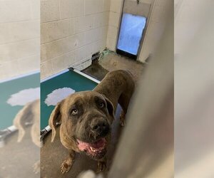 Mastiff Dogs for adoption in San Andreas, CA, USA